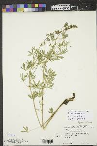 Lupinus sericeus image