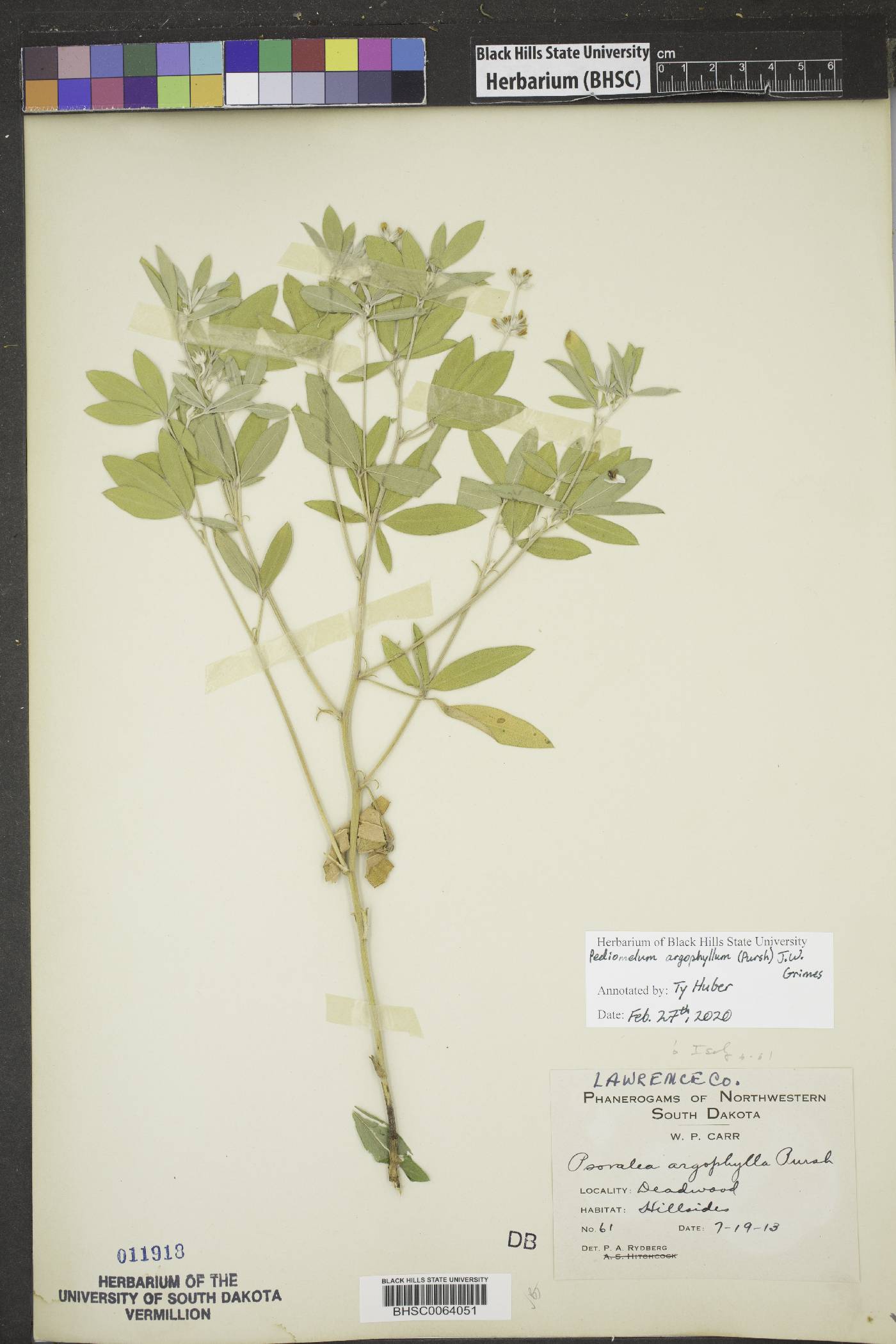 Pediomelum argophyllum image