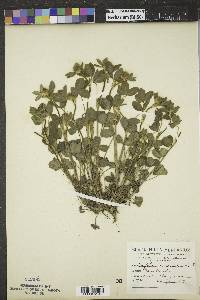 Trifolium incarnatum image