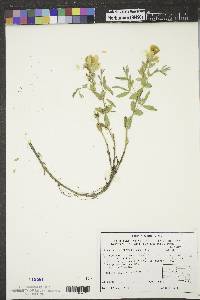 Thermopsis rhombifolia image