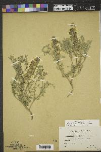 Sophora nuttalliana image