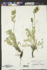 Oxytropis sericea image