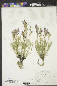 Oxytropis lambertii image