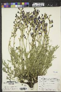 Oxytropis lambertii image