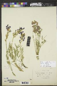 Oxytropis lambertii image