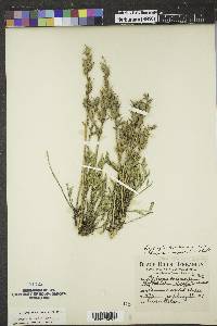 Oxytropis lambertii image