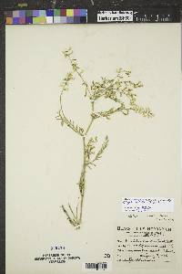 Astragalus multiflorus image