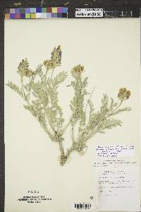 Astragalus laxmannii var. robustior image