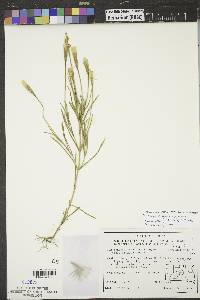 Gentianopsis virgata subsp. macounii image