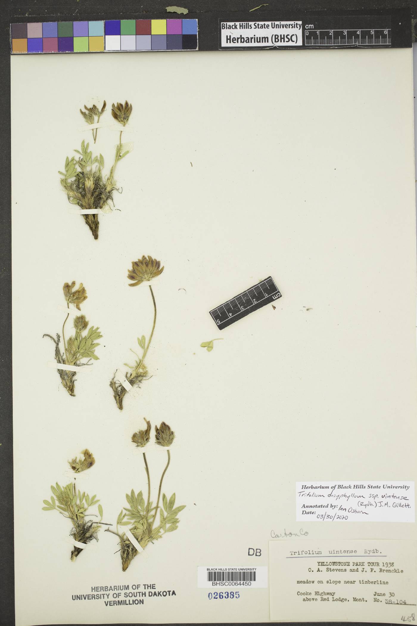 Trifolium dasyphyllum subsp. uintense image