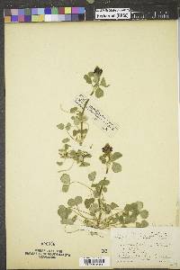 Trifolium incarnatum image