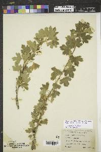 Ribes aureum var. villosum image