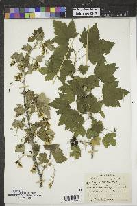 Ribes americanum image