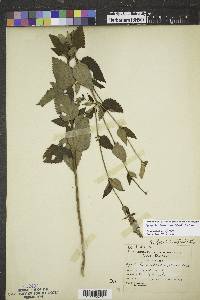 Agastache foeniculum image