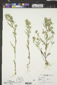 Phacelia linearis image