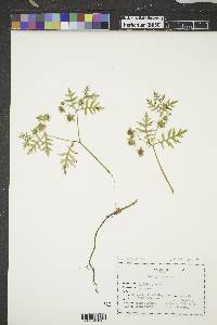 Ellisia nyctelea image