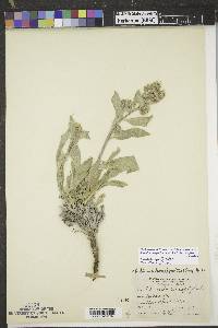 Phacelia hastata image