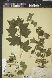 Ribes americanum image