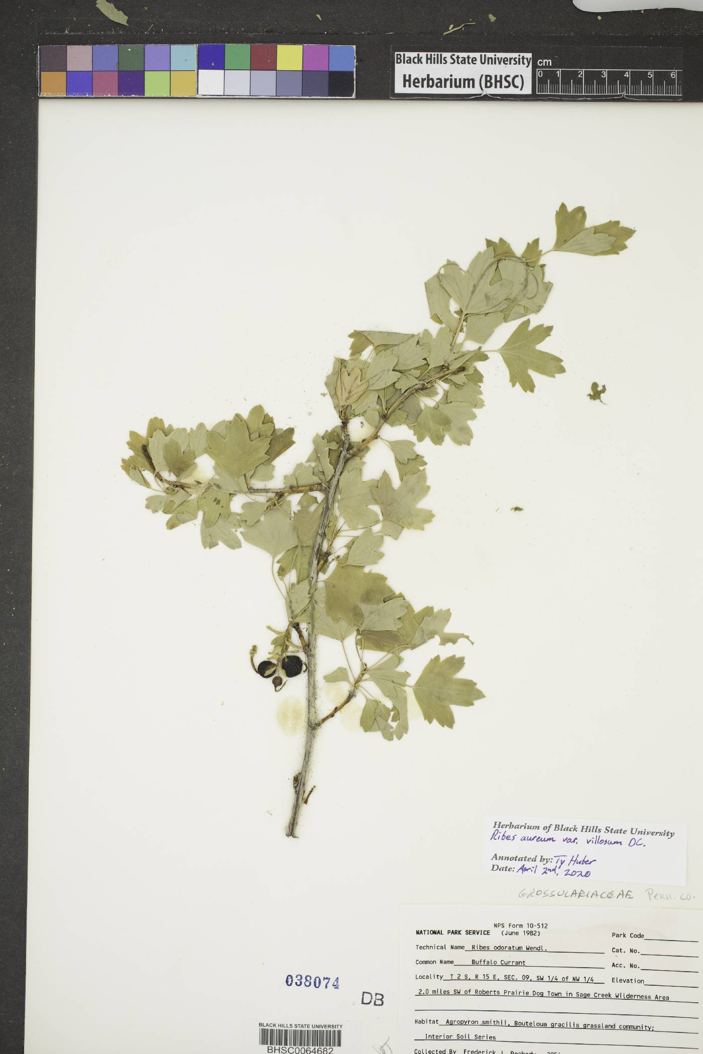 Ribes aureum var. villosum image