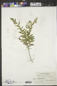 Scutellaria galericulata image