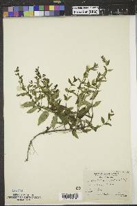 Scutellaria galericulata image