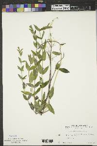 Scutellaria galericulata image