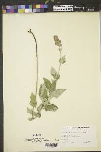 Agastache foeniculum image