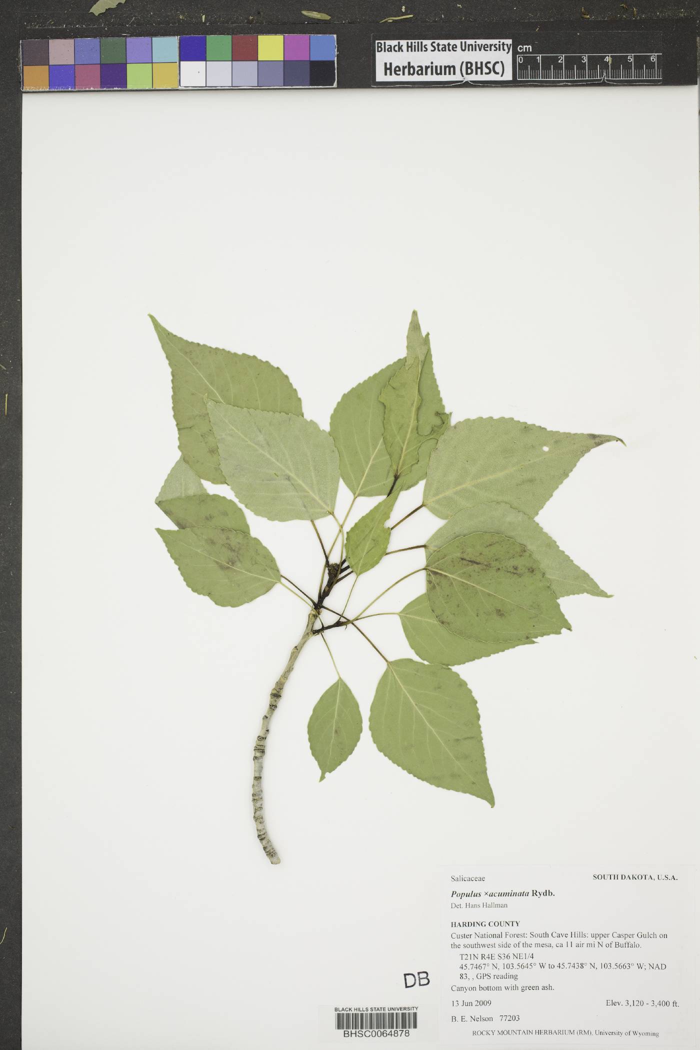 Populus x acuminata image