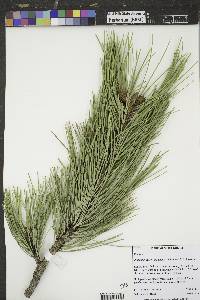 Pinus ponderosa image