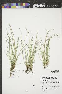 Carex rossii image