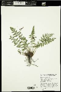 Woodsia scopulina image