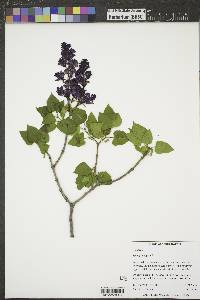 Syringa vulgaris image