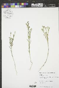 Linum rigidum image