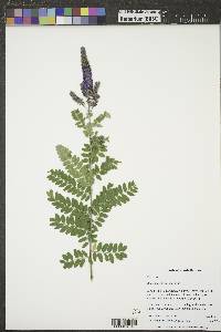 Amorpha canescens image