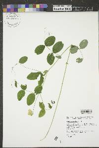 Lathyrus ochroleucus image