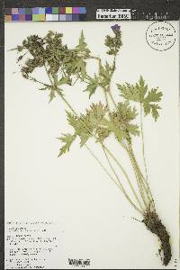 Geranium viscosissimum image