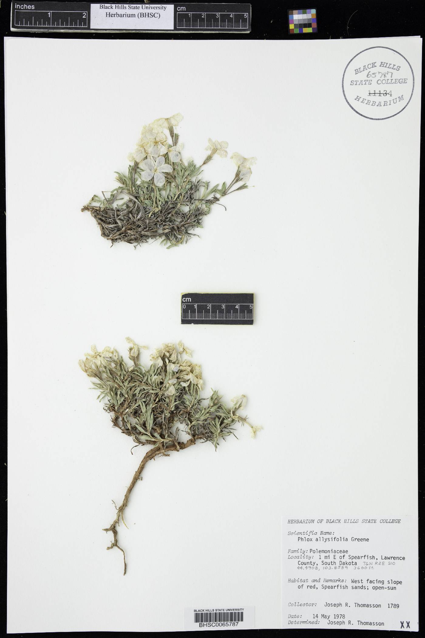 Phlox alyssifolia image