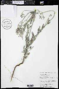 Eriogonum annuum image