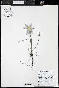 Pulsatilla patens image