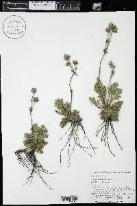 Geum triflorum image