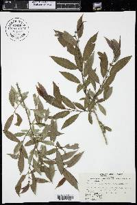 Salix lutea image