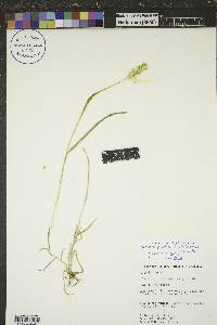 Setaria pumila image