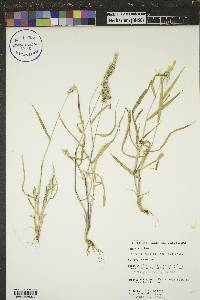 Setaria verticillata image