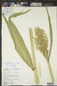 Sorghum bicolor image