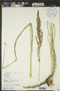 Spartina pectinata image