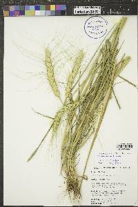 Triticum aestivum image