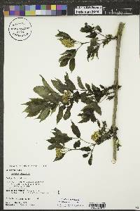 Sambucus racemosa subsp. racemosa image