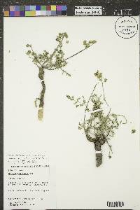 Lomatium foeniculaceum image