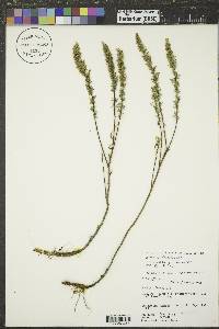 Artemisia dracunculus image