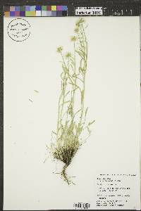 Erigeron canus image